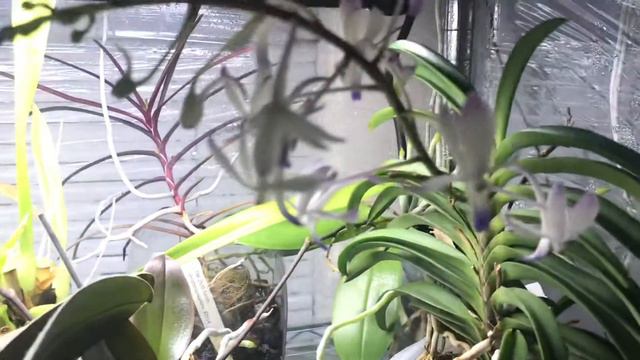 Cattleya cernua, dinema polybulbon
