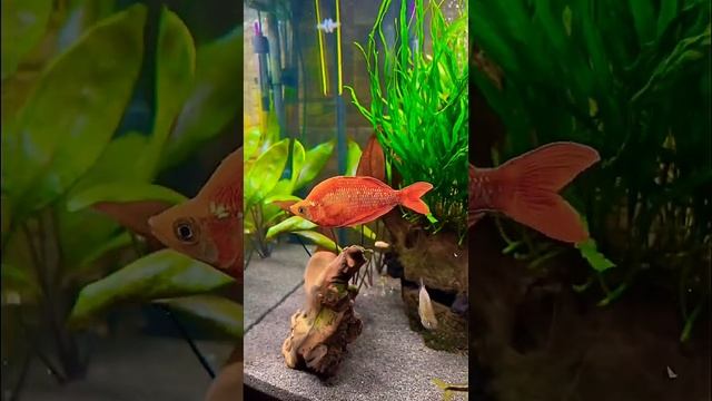 Glossolepis (Red iris) aquarium?, Глоссолепис ( аквариумная рыбка Радужница)