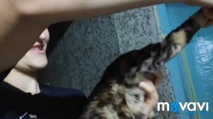 Бенгальский кот, какой он?