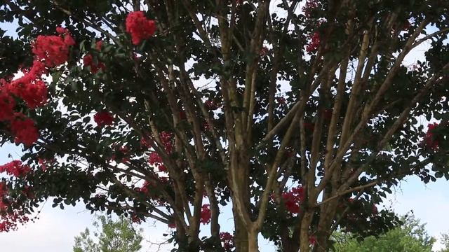 Crape myrtle (Lagerstroemia indica) - Plant Identification смотреть онлайн