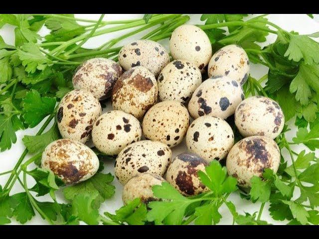 Перепелиные яйца - польза или вред?!? Узнай прямо сейчас!!!