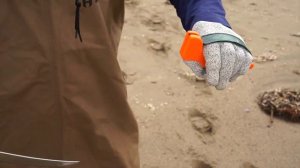 What Happens When Whales Strand? | California Academy of Sciences