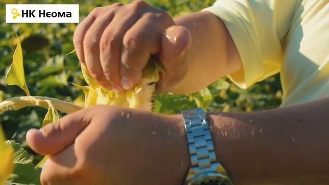 Гибрид подсолнечника НК Неома - Глубоковский район, ВКО смотреть онлайн