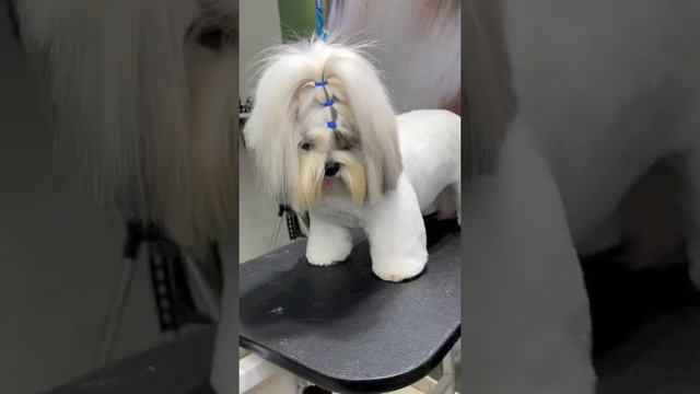 Tosa bebê em shihTzu