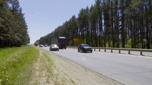 В России возросла смертность в ДТП с животными