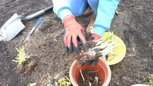 Как сажать лилейники. Как размножить лилейники