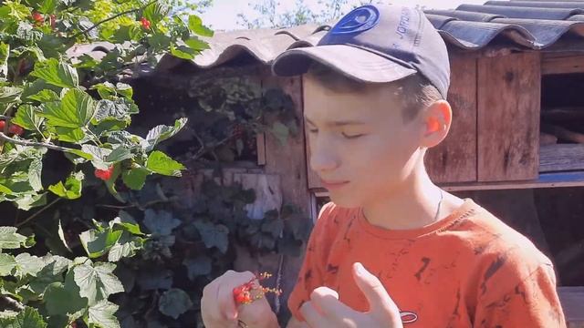 Собираем красную смородину. Витамины на зиму.