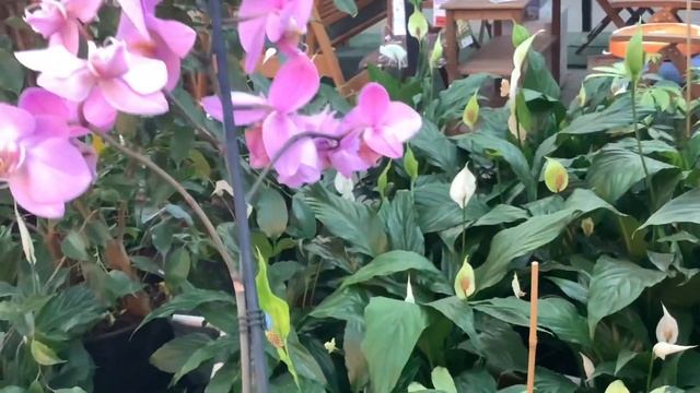 Обзор Орхидей в магазине ОБИ/ МЕГА Парнас. СПб. 13 Мая /2021 смотреть онлайн