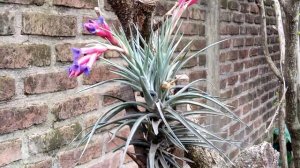 Bromelia Tillandsia aeranthos.