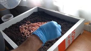 Маточные черви Дендробена. Пересадка