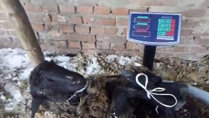 Эдильбаевская порода овец, сравнение эдильбаевской и безпородных ярочек, живой вес.