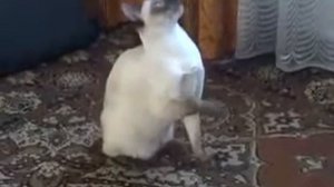 Закрытый туалет для кошек_Размеры кошек
