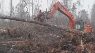 Орангутан защищает лес от бульдозера