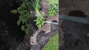 Деление хризантем весной