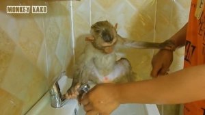 Monkey Kako Change Diaper After Taking Bath And Brushing Teeth | Baby Monkey Change Diaper