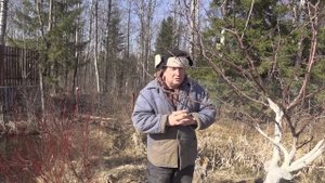 РАННЕВЕСЕННЕЕ ОПРЫСКИВАНИЕ САДА КАРБАМИДОМ   (  МОЧЕВИНОЙ ) И МЕДНЫЙ КУПОРОС  .