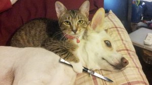 ПРИКОЛЫ С ЖИВОТНЫМИ ДО СЛЕЗ ? Приколы с котами