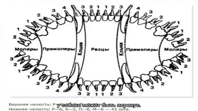 Смена зубов у йорка: во сколько выпадают смотреть онлайн