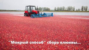 ? Как в Беларуси тракторы ? собирают урожай клюквы.