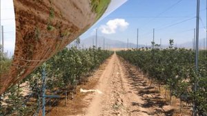 Как делается интенсивный сад "под ключ"