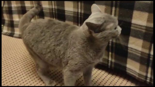 Мася и Буся. Бушманов Игорь