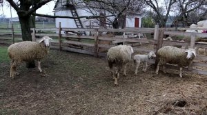 Про болезни овец, кормление, судороги. Советы опытного овцевода