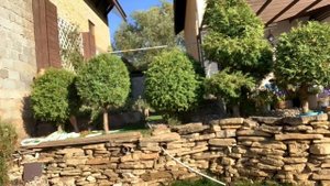 3 октября. Новая клумба. Стрижка туй. Как добиться шикарного цветения петунии?