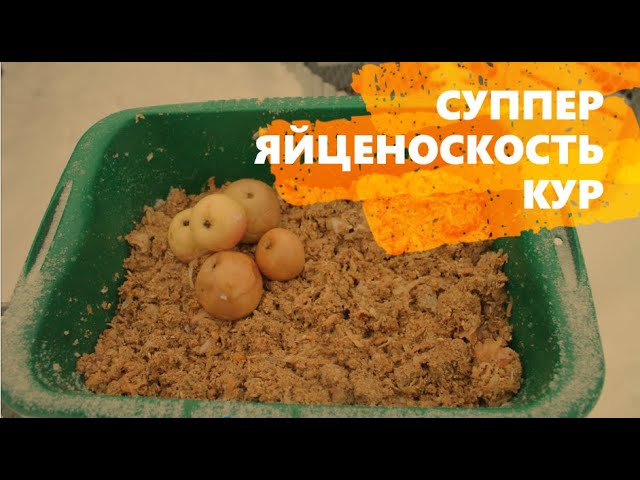 ЗИМНИЕ ВИТАМИНЫ ДЛЯ КУР.