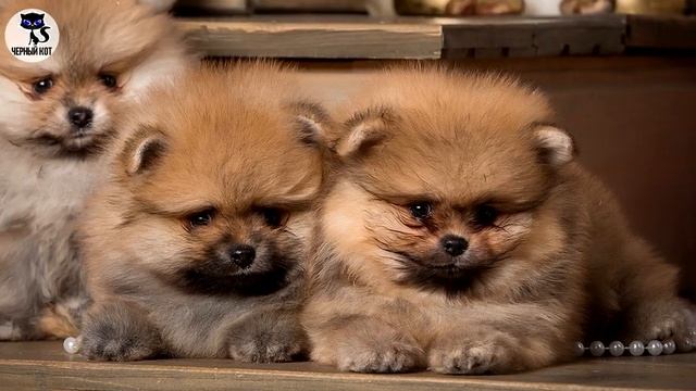 ✔ Померанский шпиц подойдёт не всем  Плюсы и минусы породы