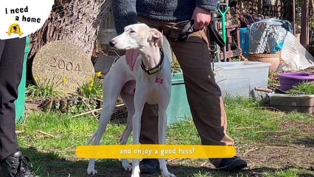 Zach the super Saluki | Dogs Trust Evesham смотреть онлайн