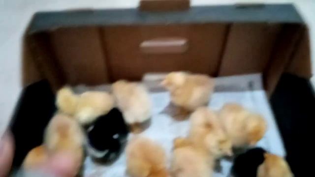 Цыплятам три дня!! утреннее кормление цыплят!!! смотреть онлайн