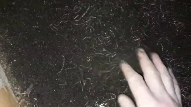 ЗДЕСЬ В НАТУРЕ МИЛЛИАРДЫ 😱😱😱😱😱,КАЛИФОРНИЕЦ 🪱. #биогумус #черви #земля #компост #бизнес #рыбалка смотреть онлайн