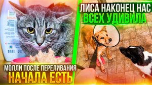 Лиса нас всех удивила. НЕВЕРОЯТНО. Молли стала активной и С АППЕТИТОМ. Мила обожает приносить мячики