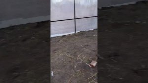 Обзор теплицы 5×10 Это просто Круто!!!