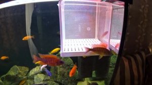 Малавийские цихлиды. Приехали долгожданные рыбки с Челябинска.