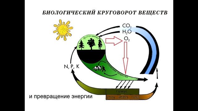 Значение фотосинтеза для круговорота веществ в природе