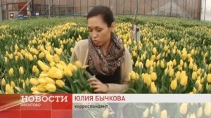 Больше 200 тысяч цветов вырастили в 8 марта в зеленстрое