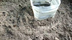 Огурцы в бочке. Мой опыт выращивания. Июнь