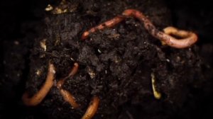 Вомбаты какают кубиками. Особенности жизни дождевого червя. Панда писает.