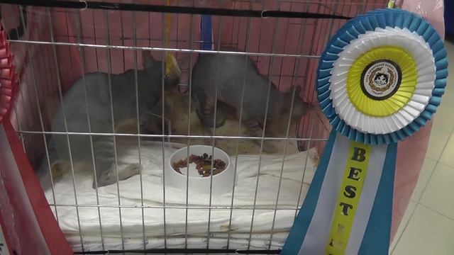 26.07.2014 ВЫСТАВКА КОШЕК в Казани 02511 смотреть онлайн