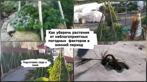 Как уберечь растения от неблагоприятных погодных факторов в зимний период 
( 01.11. 2022 г.)