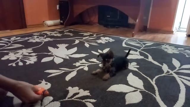 В семье пополнение! New child at home! смотреть онлайн