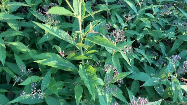 Japanischer Spierstrauch