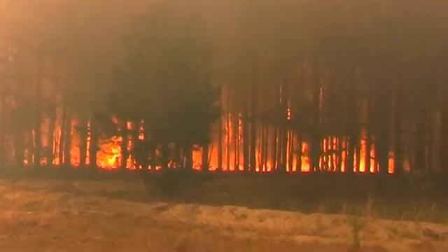 Берегите наши леса! смотреть онлайн