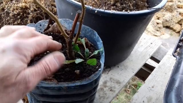 Фундук Трапезунд.Декабрьское цветение.Районирую сеянец.Доращивание. смотреть онлайн