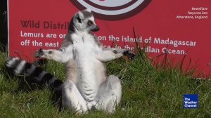 Лемуры и солнце. Ahh, these lemurs love the sun! 