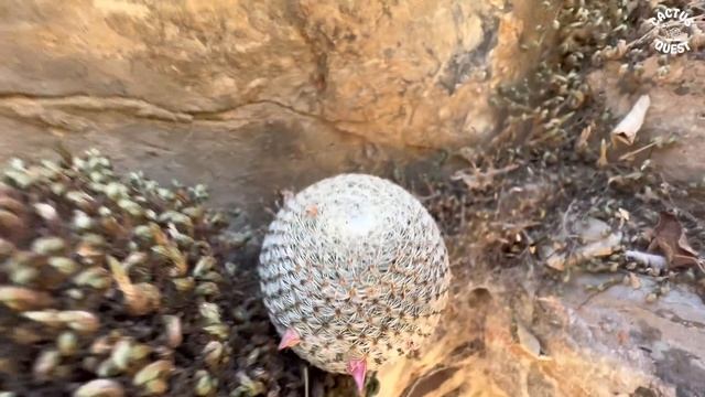 Oaxaca botany & a rant about Agave taxonomy (Agave oteroi / titanota) смотреть онлайн