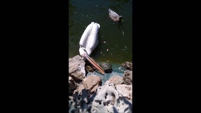 Хотел проглотить черепаху | – смотреть онлайн видео от Лучший | в ...