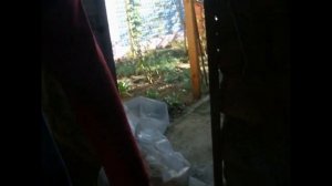 выращивание грибов Вешенки в домашних условиях _ growing oyster mushrooms at home.mp4