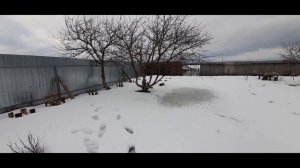 экстренно-ранняя выставка пчел